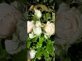троянди#rose #серпень#літо#flora #полісся #погост