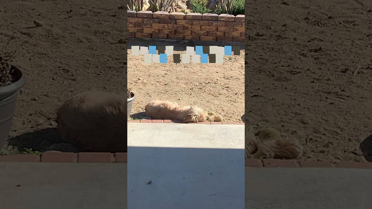 Teddy missing his owner’s 