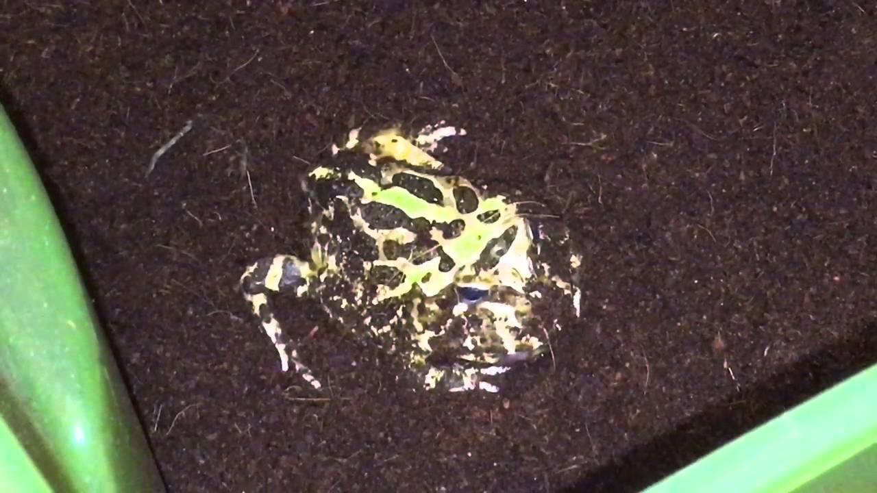 petco hours G.I. Jane vs Rat March 2016
