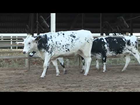 LOTE 72 • LEILÃO VIRTUAL 250 NOVILHAS PRENHAS CANTO PORTO • 10138  9843  9553