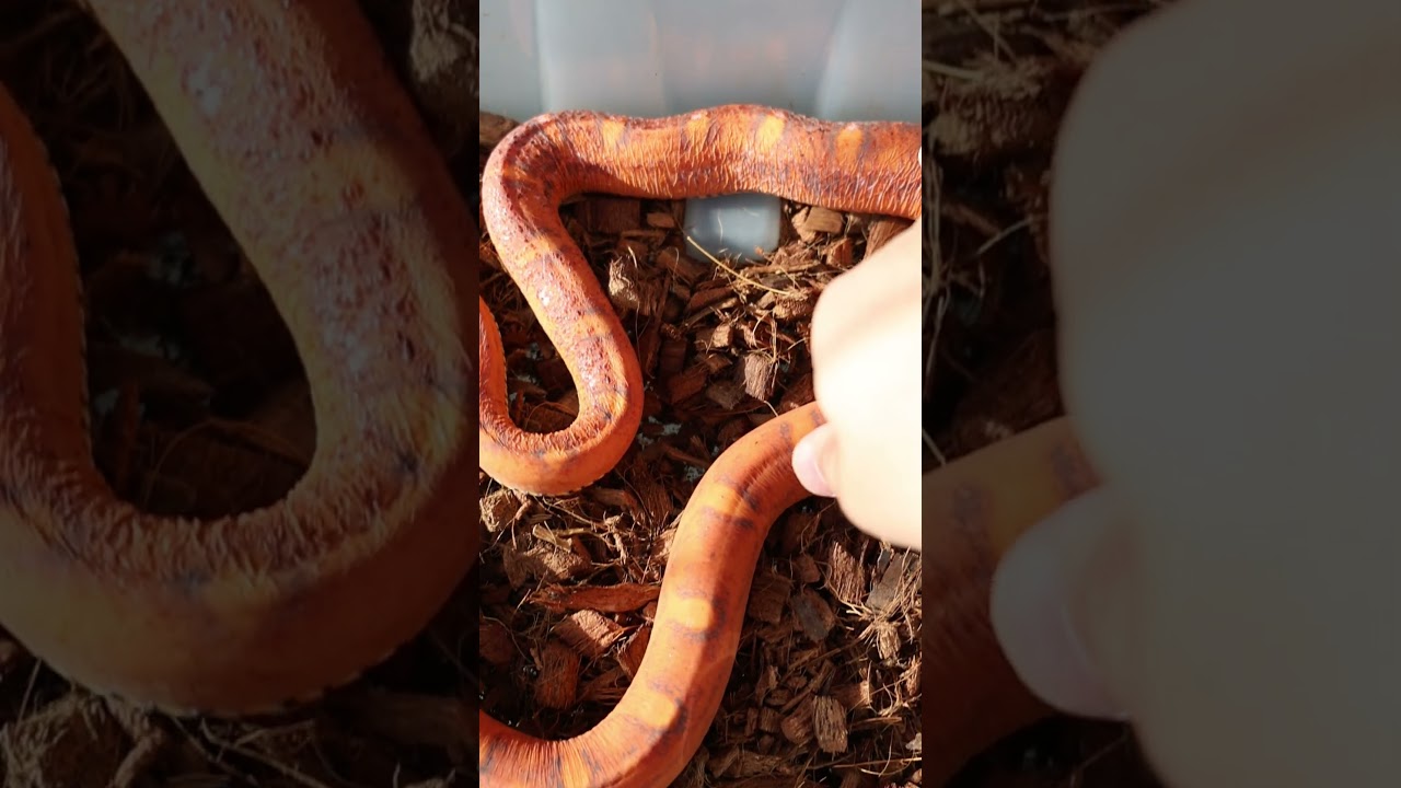 Просто скейлесс маис сидит и не балуется