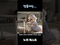 텀블러는... #강아지 #반려견 #dog #cute #말티즈 #malteselovers #강아지브이로그 #maltese #maltés