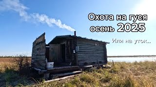 Охота на ВОДОПЛАВАЮЩИХ в Республике Коми, ОСЕНЬ 2025. Операция «ШУЛЮМ»!
