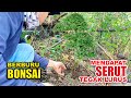 Panen Bahan bonsai serut small tegak lurus di alam by bonsai pemula