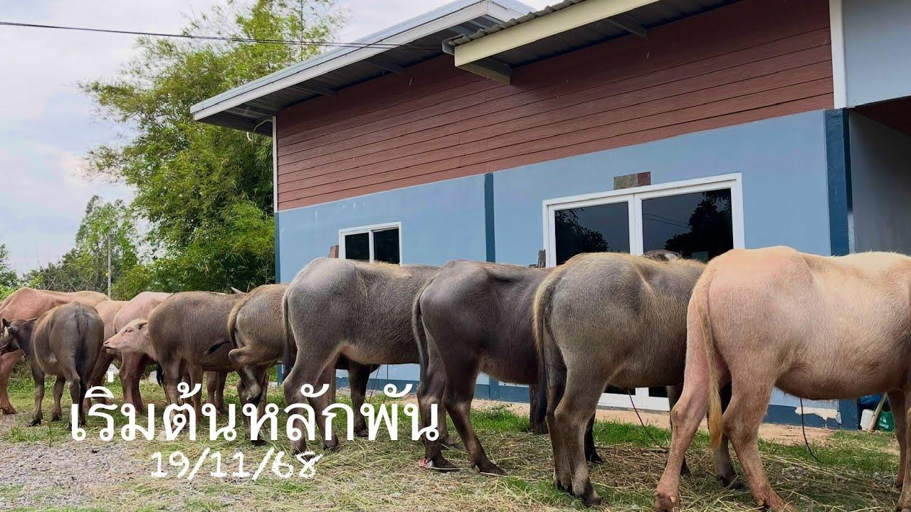 ควายน้อยราคาเริ่มต้นหลักพัน‼️พันธุกรรมดีเกิดจากแม่ใหญ่ๆลูกเจ้าไมค์,ลูกช้างอุดร,ลูกเบิ้มพันล้าน