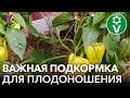 ПОЛЕЙТЕ ЭТИМ ПЕРЕЦ В ИЮЛЕ ДЛЯ БЫСТРОГО РОСТА И УВЕЛИЧЕНИЯ УРОЖАЯ!