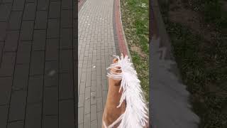 To Zwolnienie Jest Idealne Macie Stabilna Rękę W Galopie Na Hh?