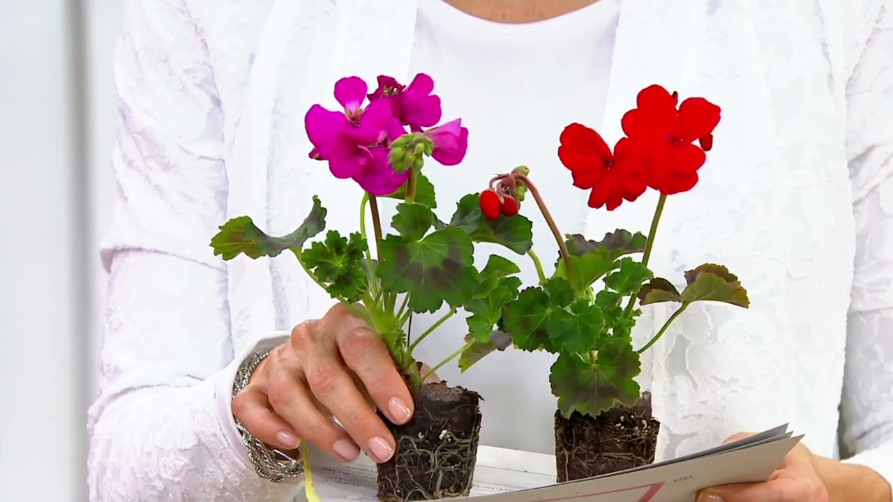 Roberta's 5Piece Geranium Mojo Series Live Plants on QVC YouTube