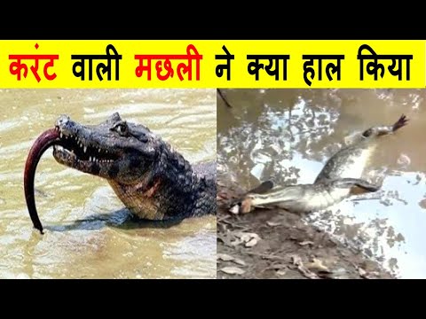 EEL मछली करंट क्यों मारती हैं ? WHY DO EEL FISH SHOCK