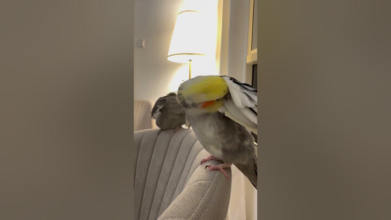 Someone come help us itching birds😢 YouTube