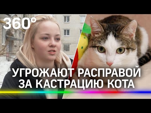 Волонтёрка кастрировала кота, приняв за бездомного – ей угрожают расправой. Что говорит закон?