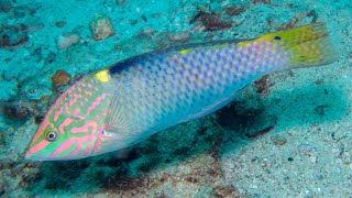 Facts: The Checkerboard Wrasse