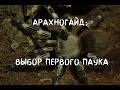 🕷Арахногайд: Выбор первого паука. Топ 10 пауков для новичка.🕷