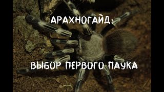 🕷Арахногайд: Выбор первого паука. Топ 10 пауков для новичка.🕷
