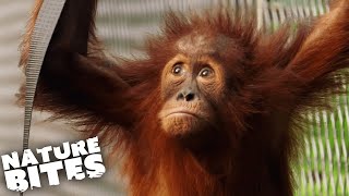 Playful Baby Orangutans Explore New Enclosure | The Secret Life of the Zoo | Nature Bites