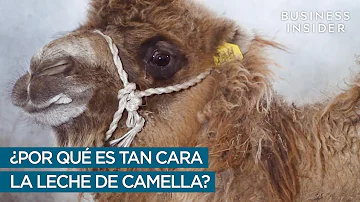 ¿Por qué la leche de camella es más cara que la de vaca?