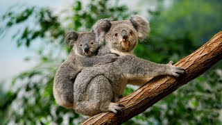 Koalas Living Their Peaceful Life | 4K Relaxing Animal Video with Soft Music screenshot 4