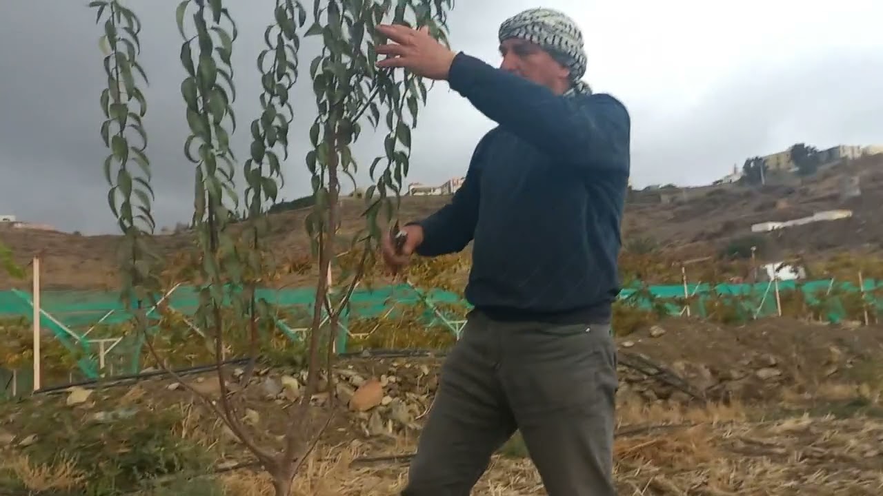 موعد وتقليم وتسميد شجرة اللوز الصغيرة .  When and How to Prune and fertilizing the almond tree