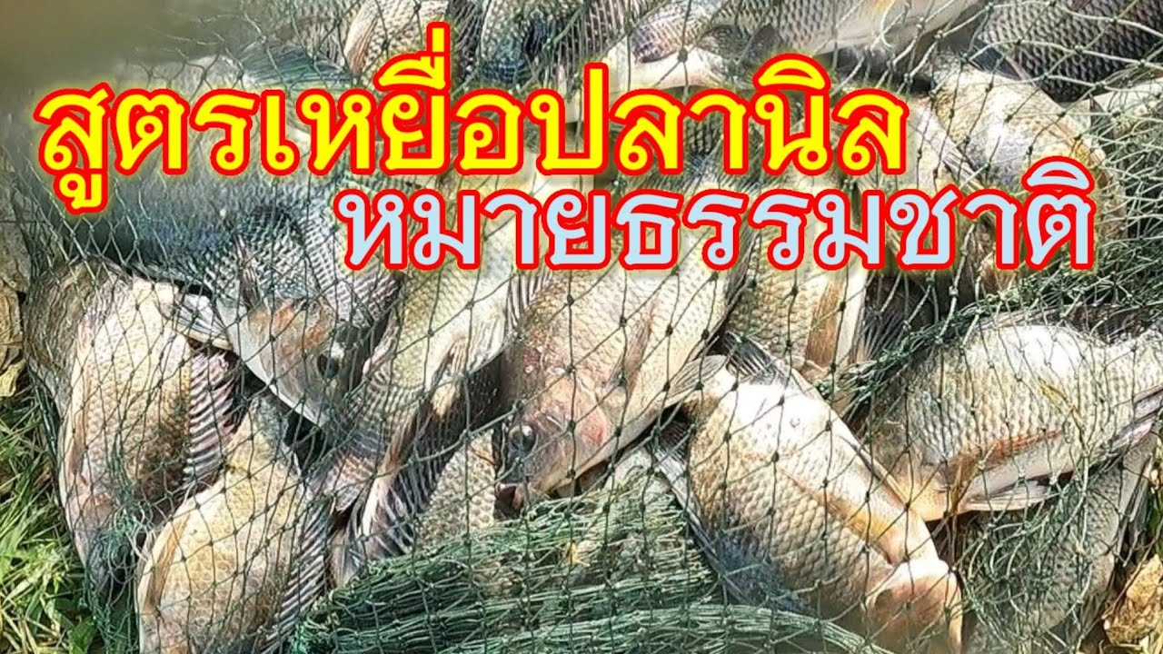 สูตรเหยื่อปลานิล หมายธรรมชาติ