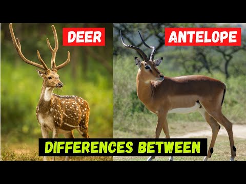 Video: Verschil Tussen Gazelle En Antelope