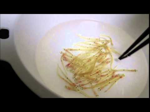 自宅でシロウオ(シラウオ)の踊り食い in 広島 YouTube