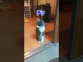 【猫を呼んでみたら】自分が呼ばれたと勘違いしちゃった猫 #Shorts