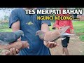 🔴Tes burung merpati bahan super losdorr