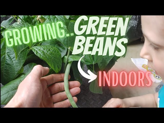 How to Grow Green Beans INDOORS with LED Shop Lights