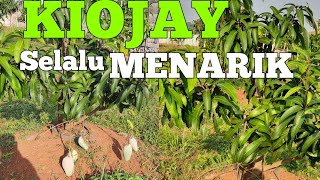 perkebunan mangga kioajay  di  kabupaten batang  jawatengah