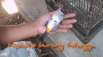 Hipnotis burung | hipnotis bird