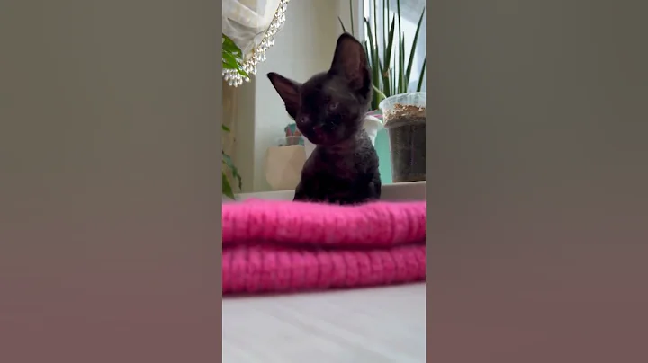 Watch the video about Cute black baby cat enjoying massage #cutecat #cute #funny #catvideos #kitten