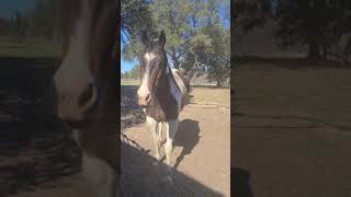 Horse Farts Make Me Giggle