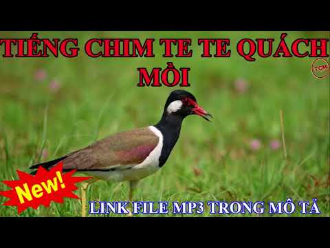 Video Tiếng chim te te quách mồi chuẩn 320kbps không có tạp... - youtube