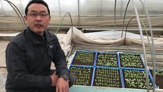 富良野メロンを通販でお届け。3月6日のメロン畑