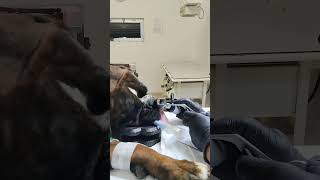 Forasacco naso Boxer