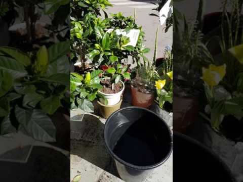 Vidéo: Arrosage des plantes en pot par le bas - Comment arroser les plantes par le bas