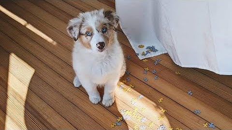 Clicker Training "Touch" or "Target"