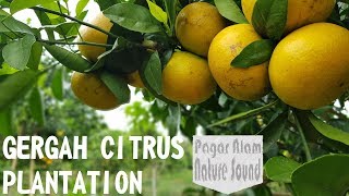 Download Lagu Jeruk Gergah: Pagar Alam Nature Sound MP3 Download Lagu Jeruk Gergah: Pagar Alam Nature Sound MP3