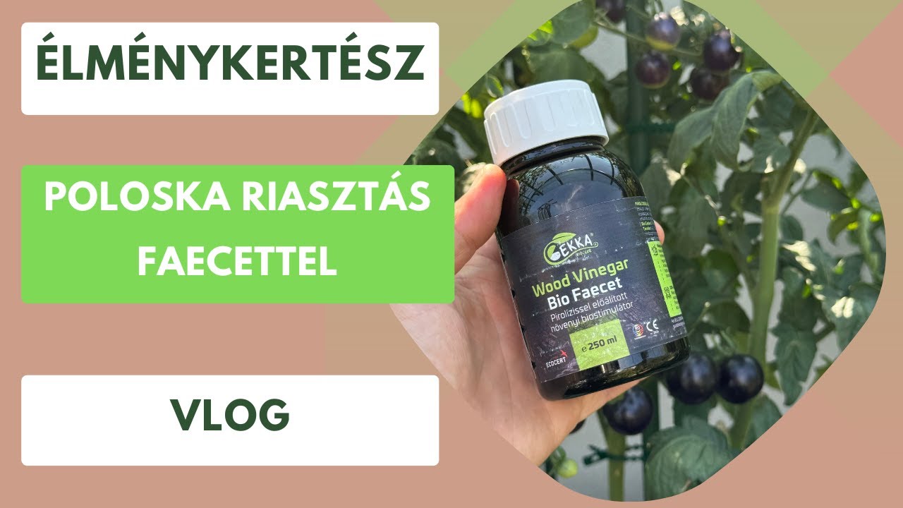 Poloska űzés Faecettel🪲