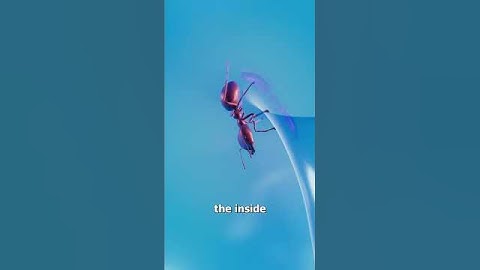 How A Klein Bottle Works 🤔