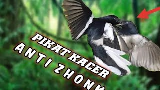 SUARA PIKAT BURUNG KACER PALING AMPUH!!!burung kejepit|burung berkelahi