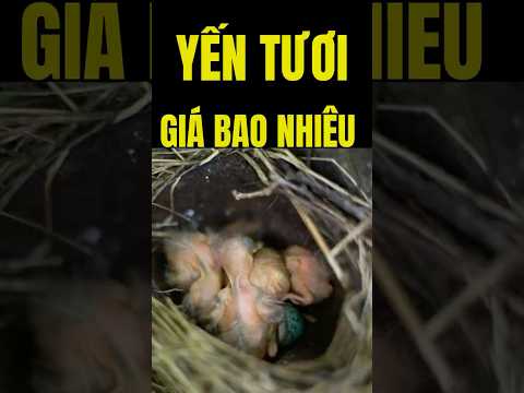 Yến tươi giá