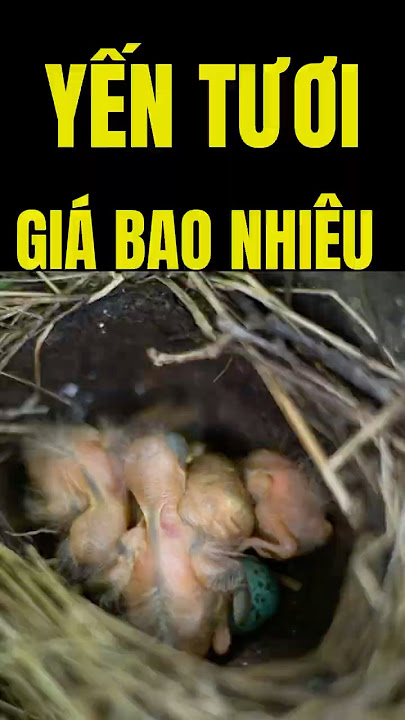 Yến tươi giá bao nhiêu tiền 1 Lạng? Mua ở đâu tốt nhất? #shots #food #toyen #anvat