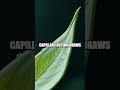 Solar Microscope Leaf Lab