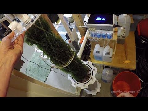 Tips For Optimizing Chaeto Growth