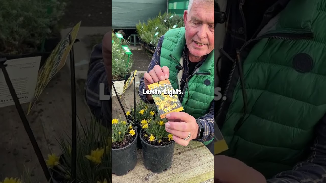 Conostylis ‘Lemon Lights’ Cotton Heads Will Fill Your Garden with Yellow Colour🏵️