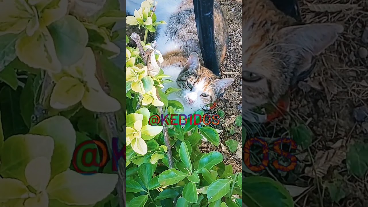 Local cat gang spotted — send help or tuna 🐾  