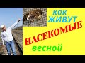 Как насекомые весной живут