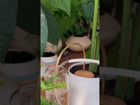 Cannuccia «CheFigo» 🌱✨ #piante #vivaio #planter #plantstraw #plants #garden #indoorplants
