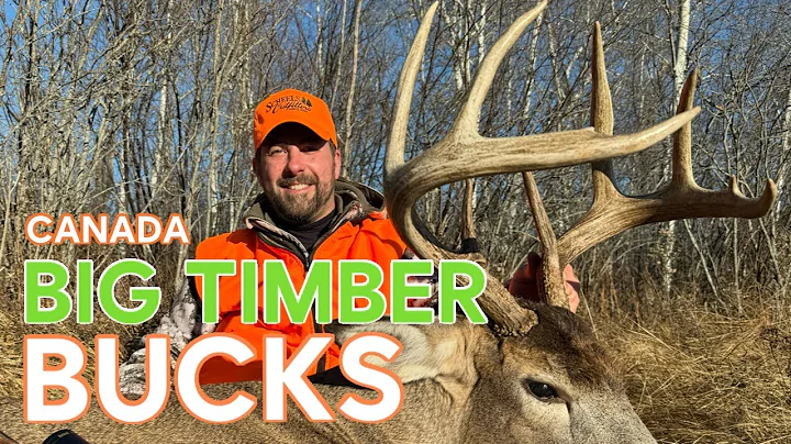 Hunting Big Timber Canadian Bucks